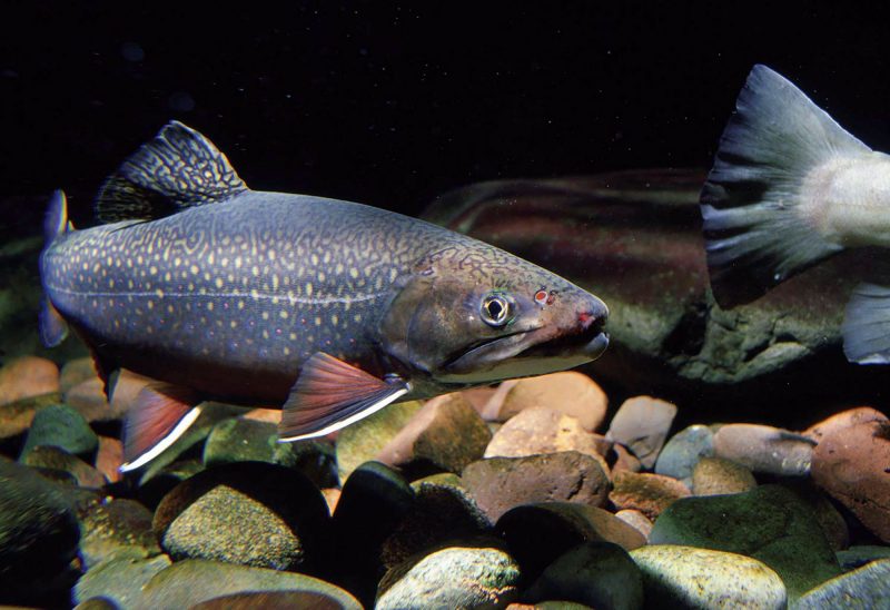 The Eastern Brook Trout (Salvelinus fontinalis). (Photo courtesy of U.S. Fish and Wildlife Service Northeast).